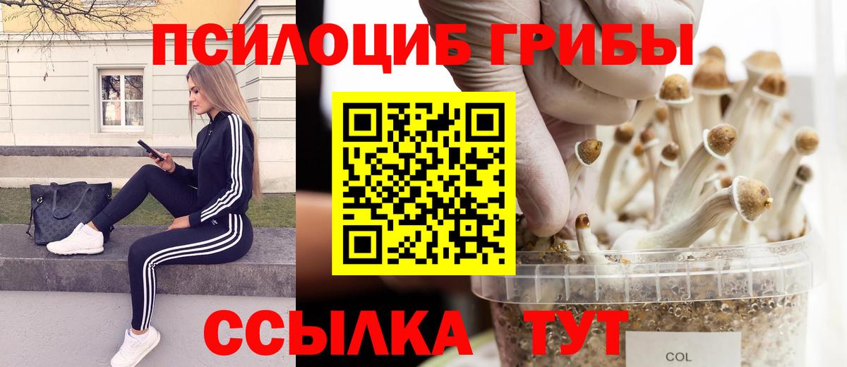 Галлюциногенные грибы Psilocybe Кириши