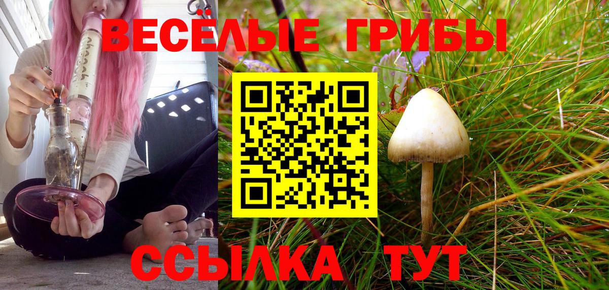 где найти наркотики  Псилоцибиновые грибы ЛСД  Кириши  Вход с VPN  Галлюциногенные грибы Psilocybe 
